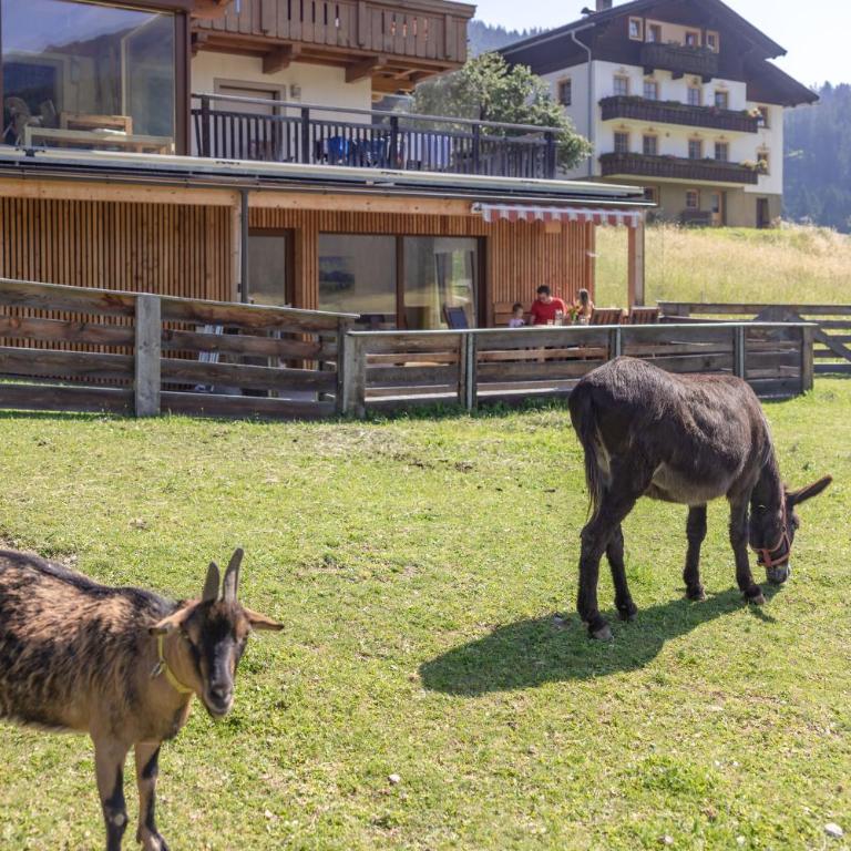 Erlebenswert Bauernhof Gruber - Apartment mit Balkon - 20