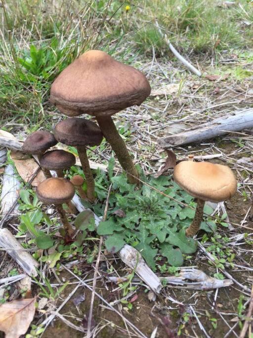 Casa del bosque en la ciudad - Apartment - 21