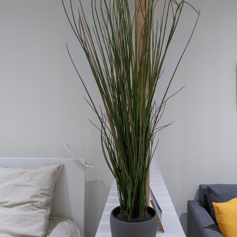 ※Perrier Menthe※ Hyper-Centre et tranquillité - Appartement 1 Chambre - 22