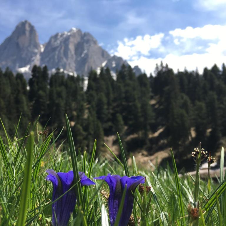 Agriturism Gscnara - Appartamento con 3 Camere da Letto - 4