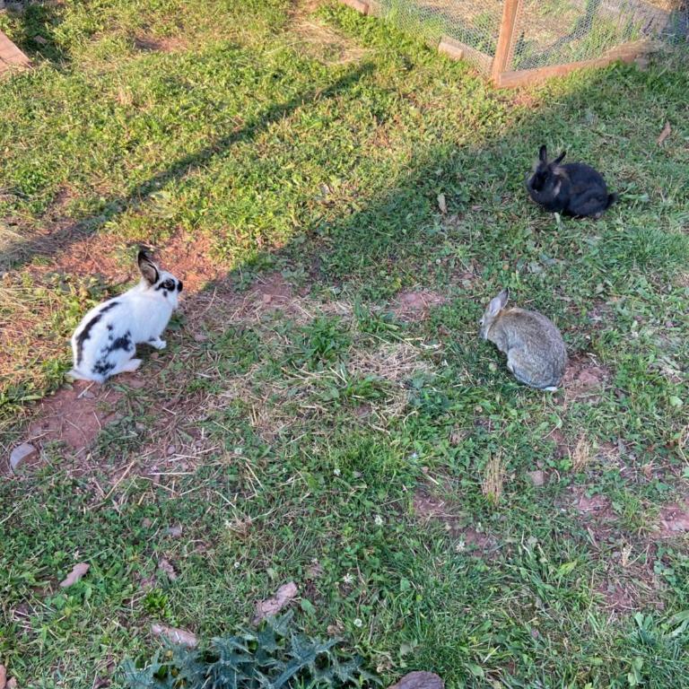Agriturism Gscnara - Appartamento con 3 Camere da Letto - 18