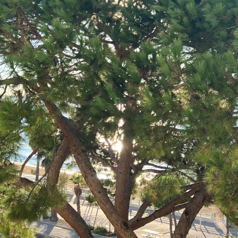 Vacances paradisiaques, Plage Cannes boccacabana, studio - Studio mit Meerblick - 2