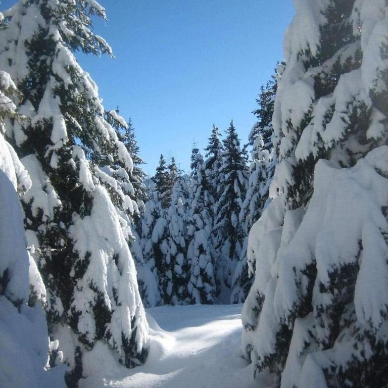 Suite Chalet - Appartamento - 4