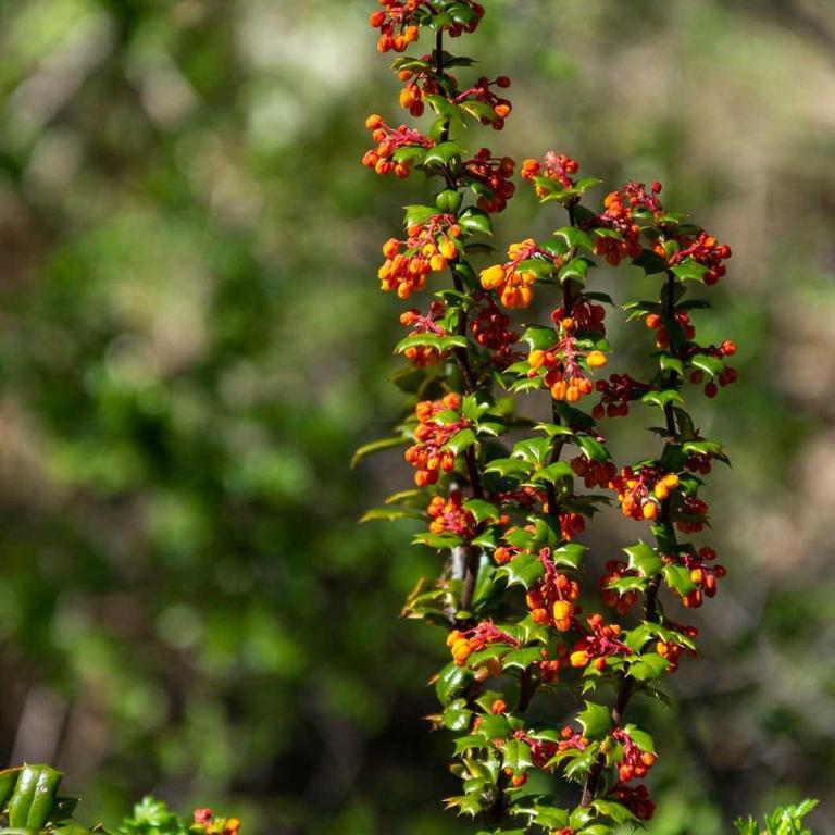 Los Cantos del Agua - Superior Chalet - 11