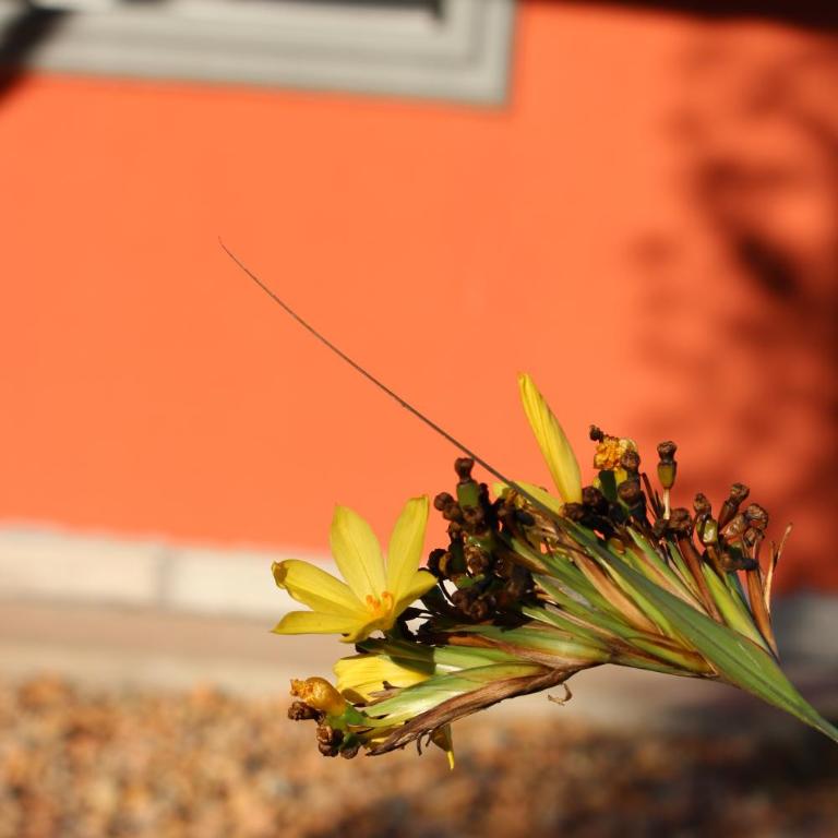 La Narcisa - Casa de 2 dormitorios - 24