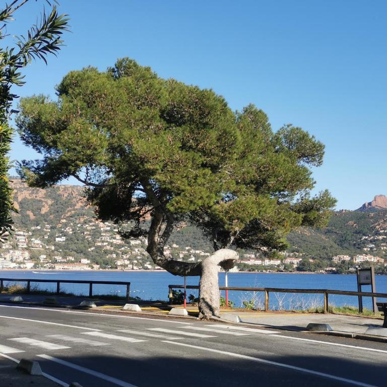 APPARTEMENT CAP ESTEREL CLIMATISE VUE MER - Appartement 1 Chambre - 24