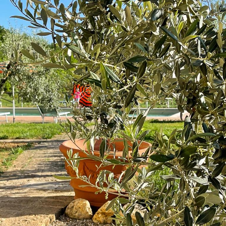 Exclusive Villa with pool Borgo Pian di Sala - Villa - 21