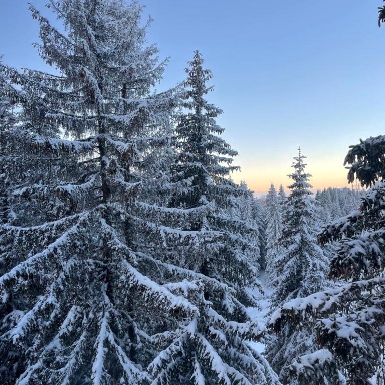 Woodside Apartment 431, Kopaonik - One separate bedroom 35m2- FREE Parking & SPA - One-Bedroom Apartment - 18