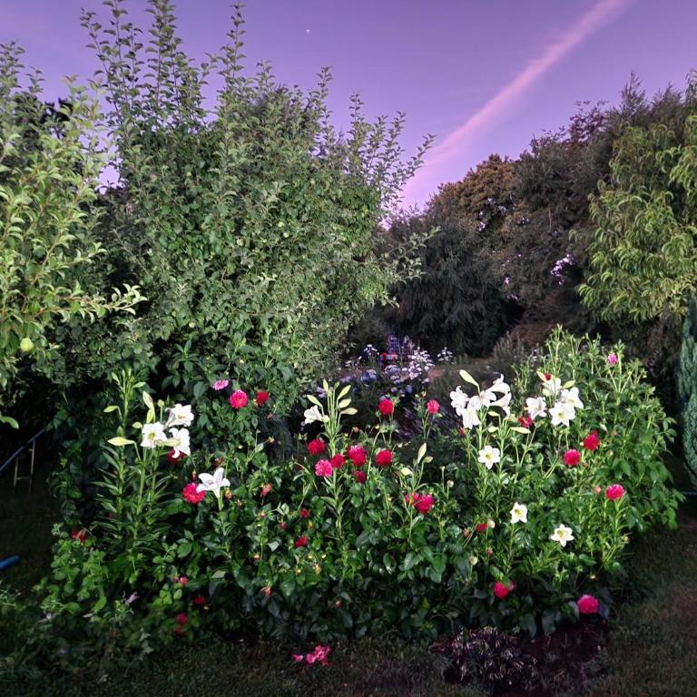 Casa verano piscina Villarrica - Vacation Home - 24