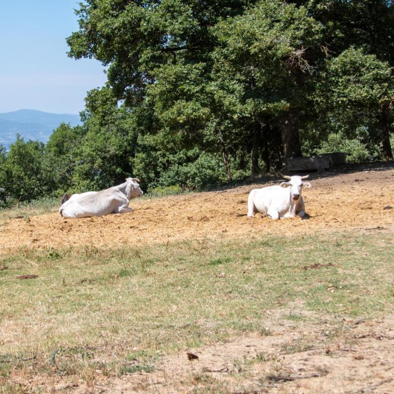 Agriturismo con piscina in Toscana, Tribbiano - Casa con 2 Camere da Letto - 24