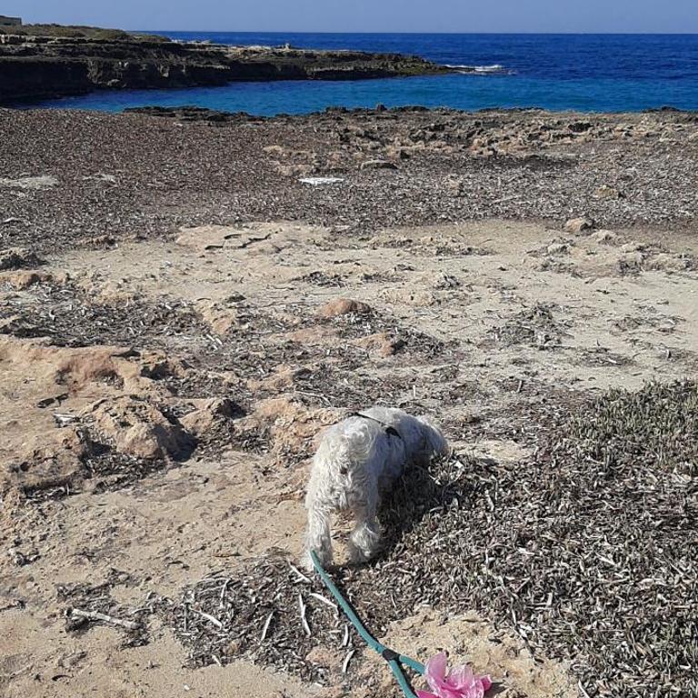 Che Vista!! Ostuni ,sulle bianche mura con vista mozzafiato - Appartamento con 1 Camera da Letto - 62