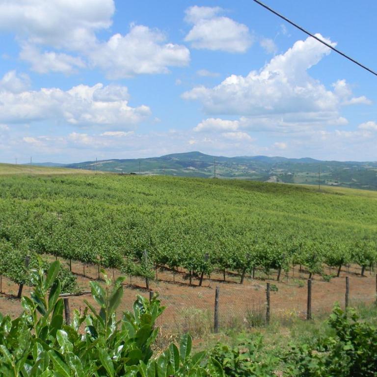 Casa Vacanza Malescale - Monolocale (3 Adulti) - 25