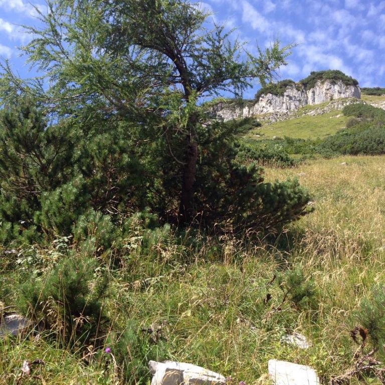 Ferienwohnung Hager Kuchl - Apartment mit 1 Schlafzimmer - 42