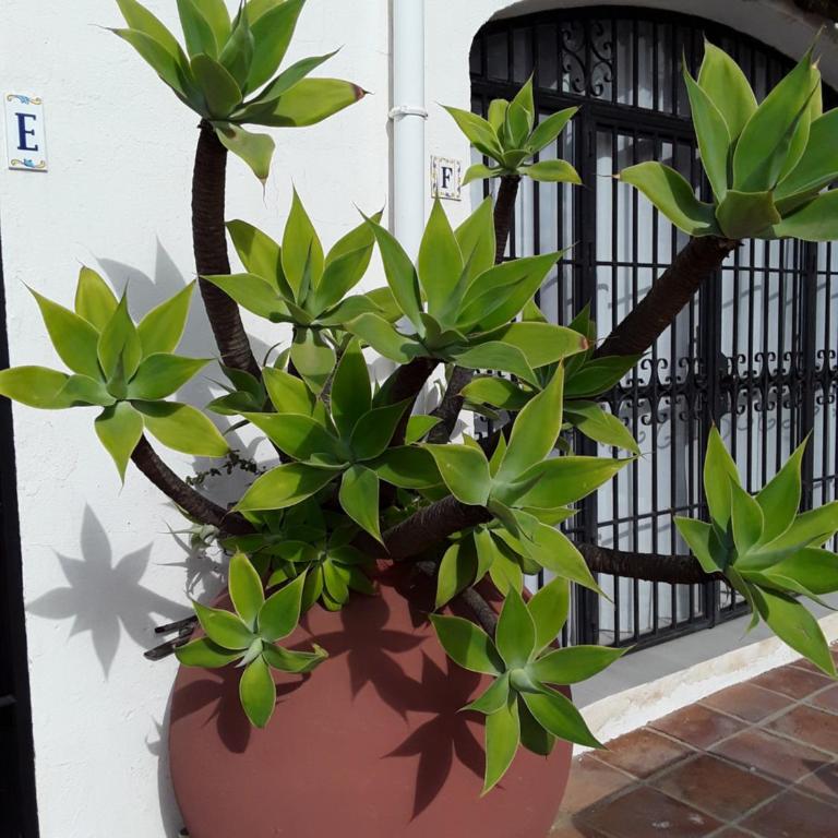 Holidays & Home Doña Lola Resort Calahonda - Apartamento de 1 dormitorio - 5
