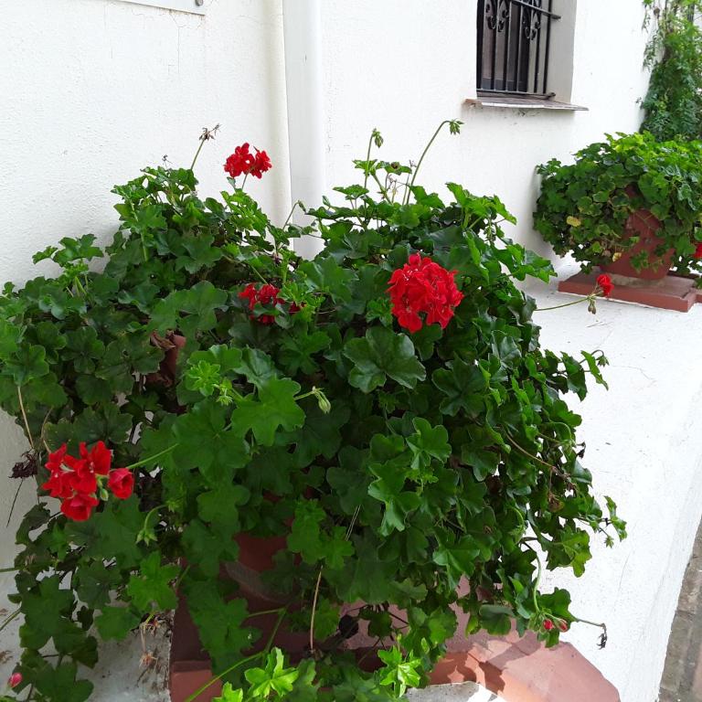 Holidays & Home Doña Lola Resort Calahonda - Apartamento de 1 dormitorio - 42