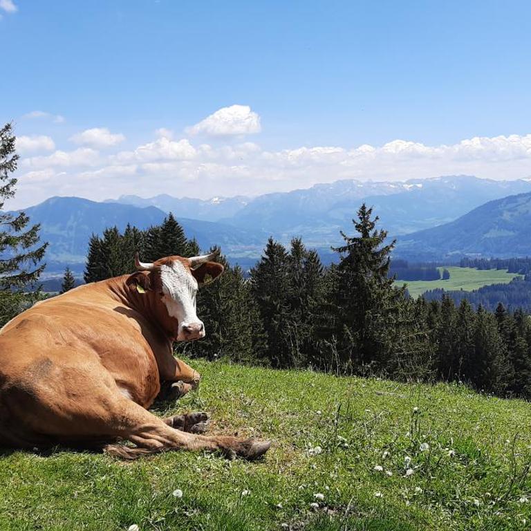 Ferienwohnung Böck, Wengen im Allgäu - Apartment mit 1 Schlafzimmer - 3