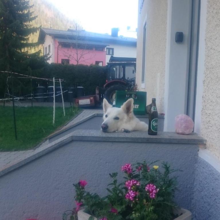 Parkvilla Mallnitz - Apartment mit Terrasse - 26