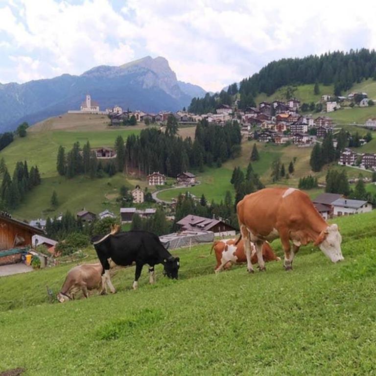 App. Monte Pore - Agriturismo La Majon - Appartamento con 1 Camera da Letto - 10