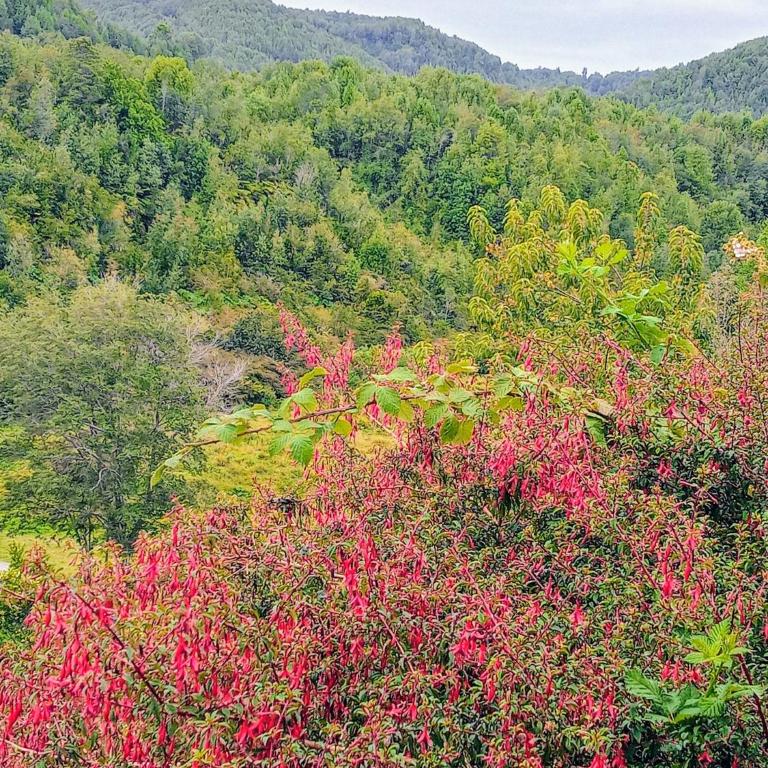 CABAÑAS QUELLON - One-Bedroom Apartment - 15