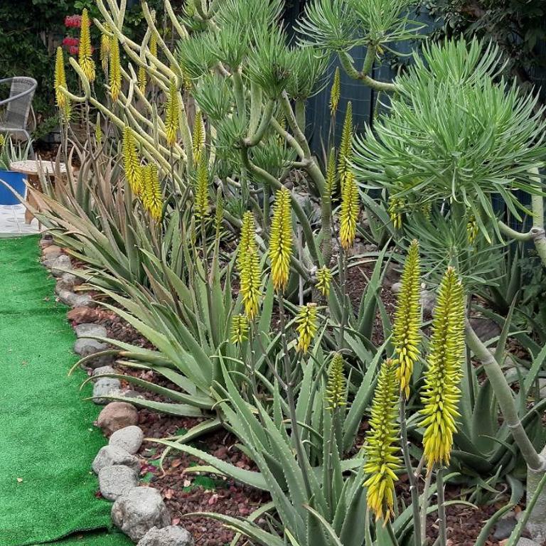 Très BEAU BUNGALOW,JARDIN TROPICAL, RENOVATION ETE 2020 - Casa con 1 dormitorio - 32
