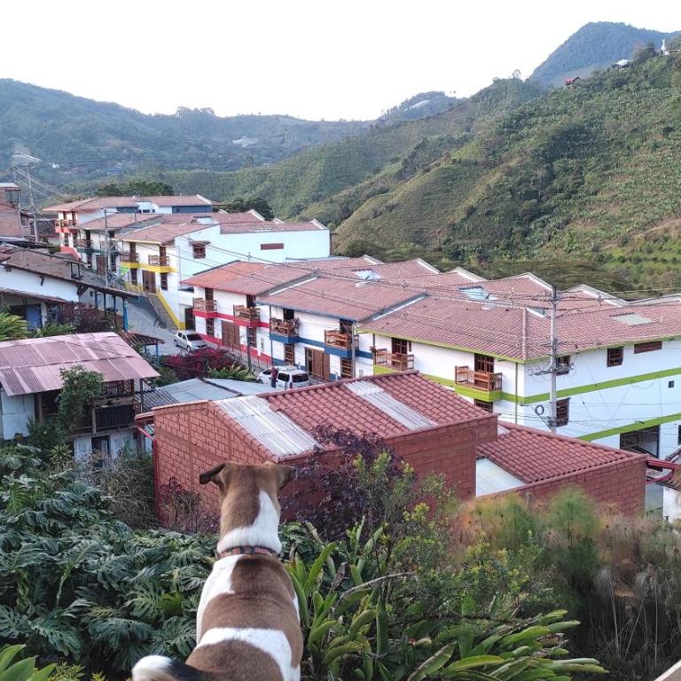 CABAÑAS BLUE SKY Glamping - One-Bedroom Cottage - 20