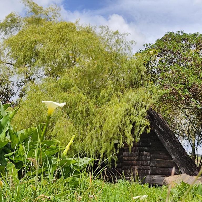 Iwoka Ecoturismo - Chalet - 4