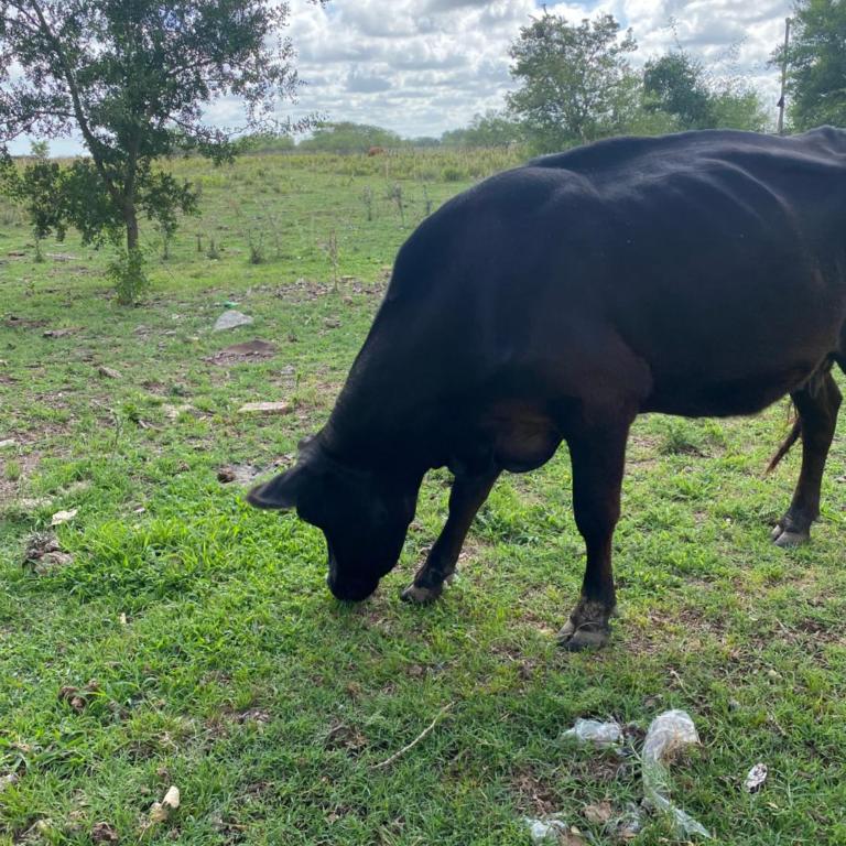 Camino al Sol Domselaar wifi - Two-Bedroom House - 18