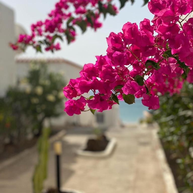 Casa BLANKA Bahia Playa Anlage Costa Calma - Apartamento de 2 dormitorios - 55