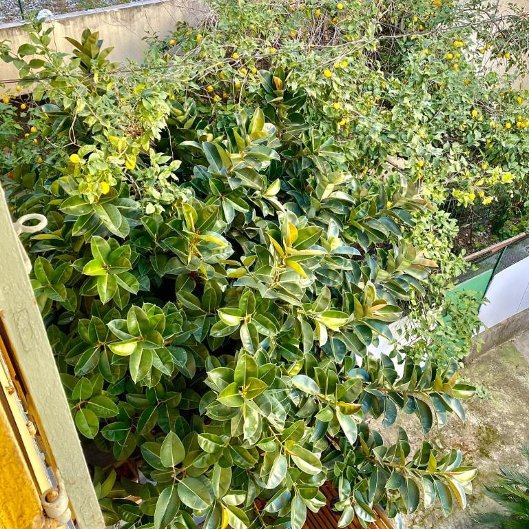 Lovely & cozy duplex heart of Nice with bathtub! - Appartement 1 Chambre - 33