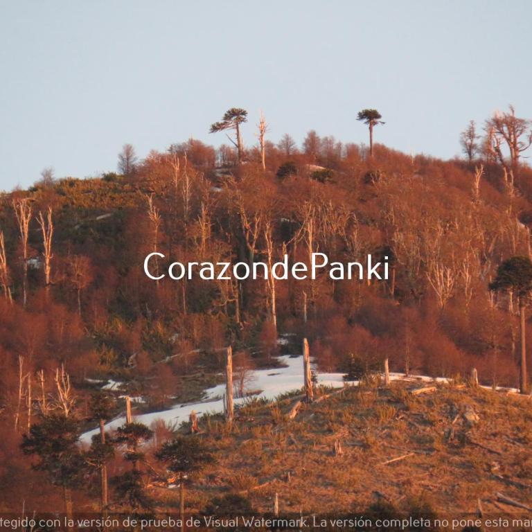 Corazon de Panki - Two-Bedroom House - 6