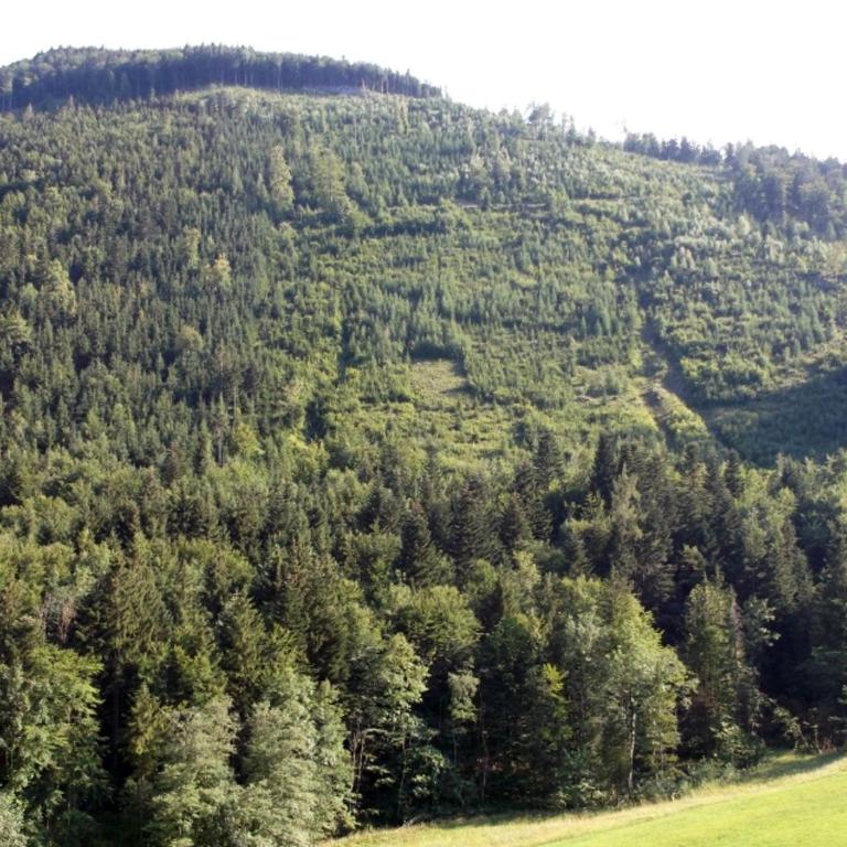 Kleine einfache Ferienwohnung in malerischer Umgebung Salzburgs - Apartment mit 1 Schlafzimmer - 11