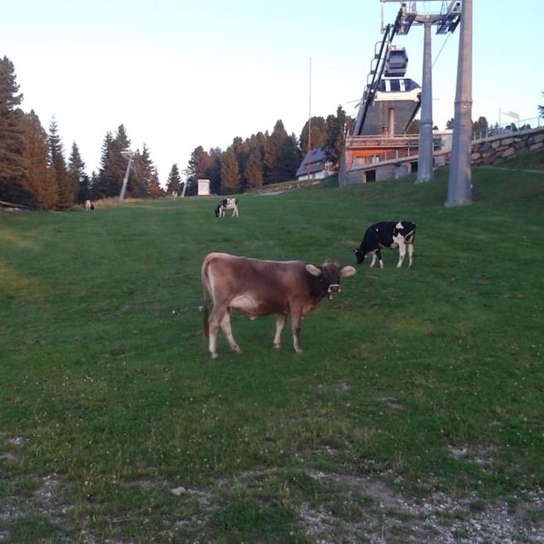 Baita Giggia sulle piste - Cavalese in Trentino Alto Adige cottage chalet - Chalet con 3 Camere da Letto - 44