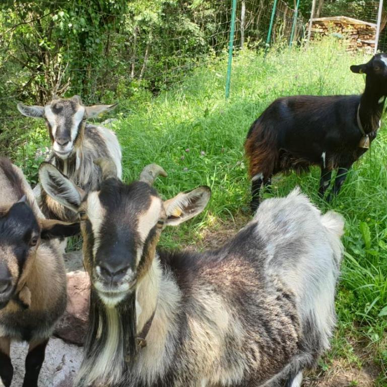 Ferienwohnungen Koflerhof - Appartamento con 2 Camere da Letto - 8