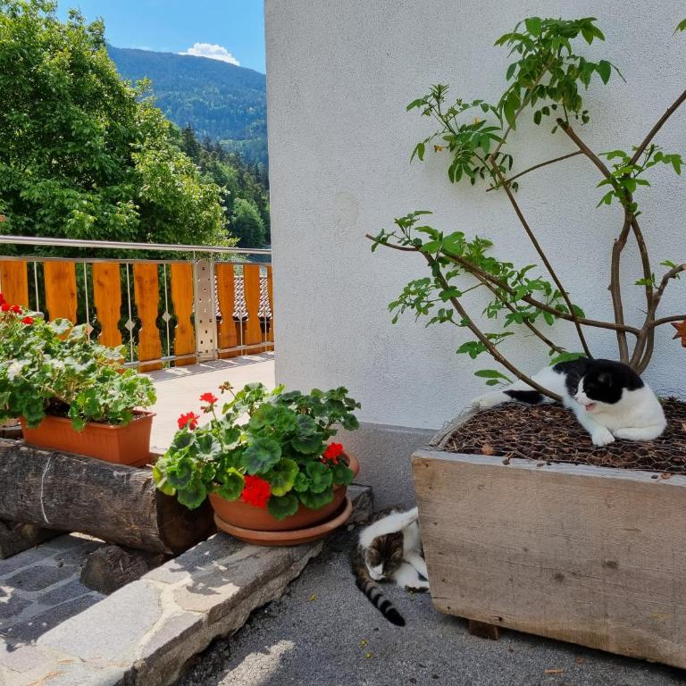 Ferienwohnungen Koflerhof - Appartamento con 2 Camere da Letto - 17