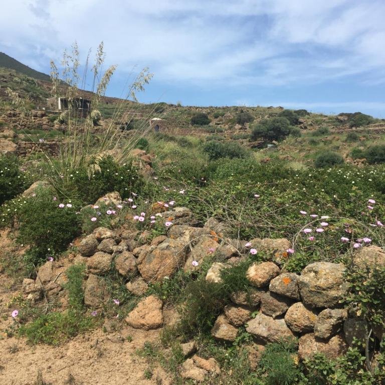 Dammusi IL SERRALH -Pantelleria- - Haus mit 1 Schlafzimmer - 35