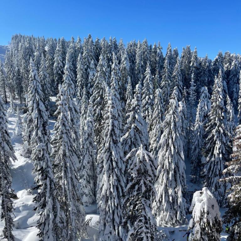 Woodside Kopaonik & SPA by Slopeview - One-Bedroom Apartment - 23