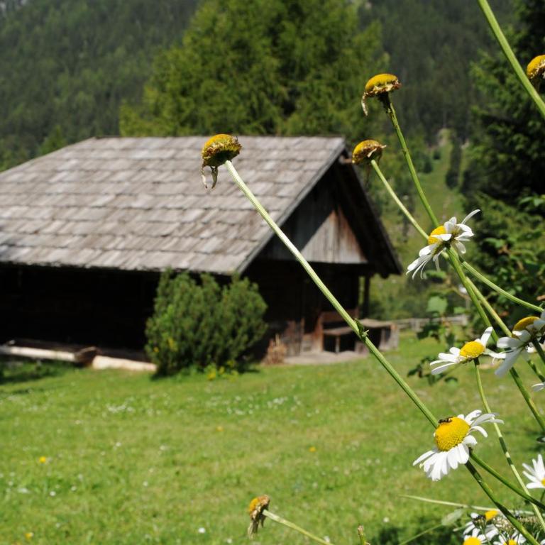 Chalet Wildgall - Chalet - 11