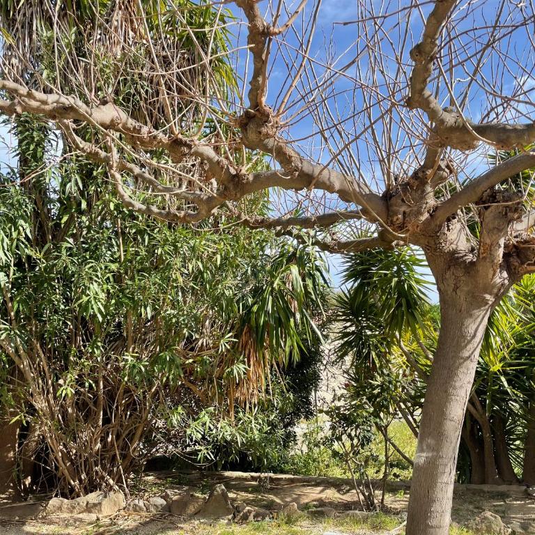 Vacances entre Bormes et Le Lavandou - Appartement 1 Chambre - 10
