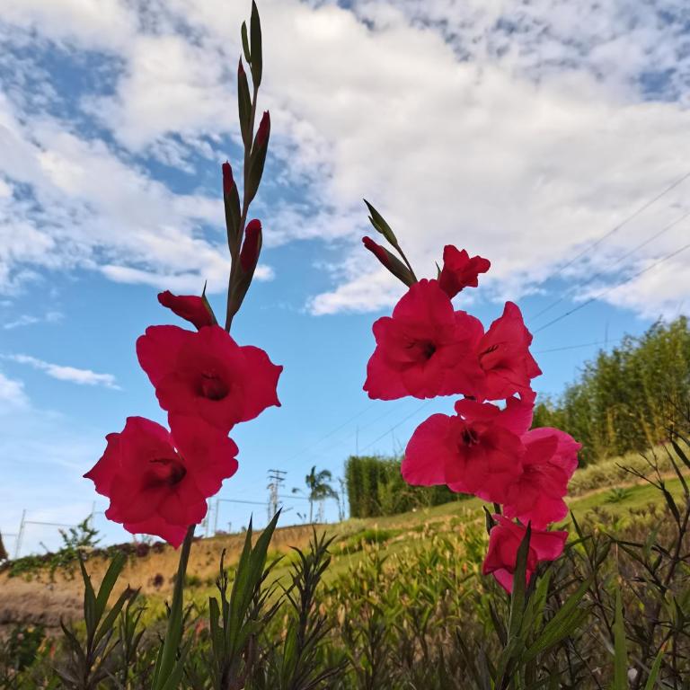 Villa Las Churus la mejor vista a Barichara - Villa - 31
