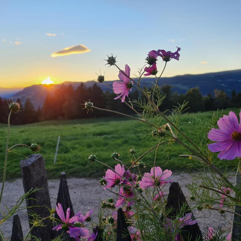 Salmsein Biohof - Appartamento con Vista Giardino - 15