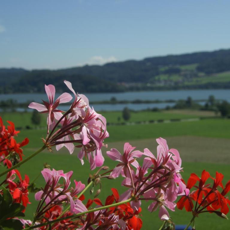 Hotel Walkner - Einzelzimmer - 2