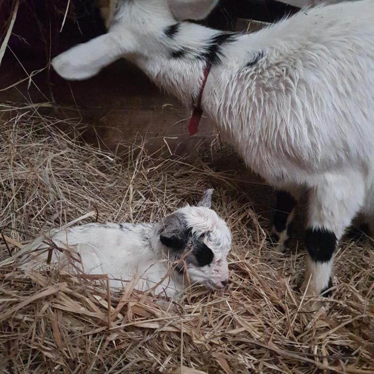 Gîte cocooning climatisé avec piscine et animaux - Studio Familial - 28