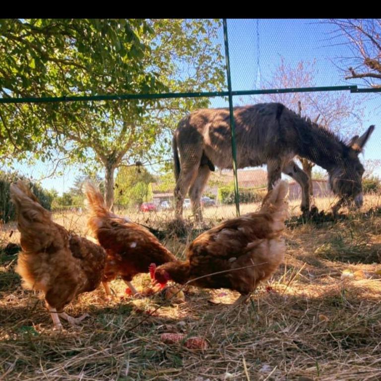 Gîte cocooning climatisé avec piscine et animaux - Studio Familial - 7