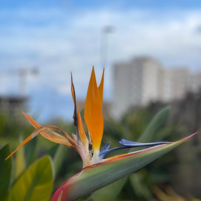 Traveler's Beach Apartment with sea view, free coffee & parking - Two-Bedroom Apartment - 44