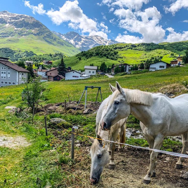 Heimelige Ferienwohnung mit Sicht in die Bergwelt - Apartment mit 1 Schlafzimmer - 60
