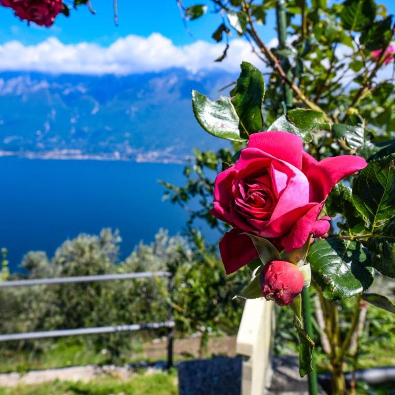 Glicine by Garda FeWo - Appartamento con Vista Lago - 55