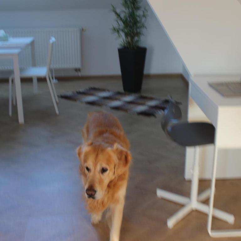 Haus Semmi - Loft - 2