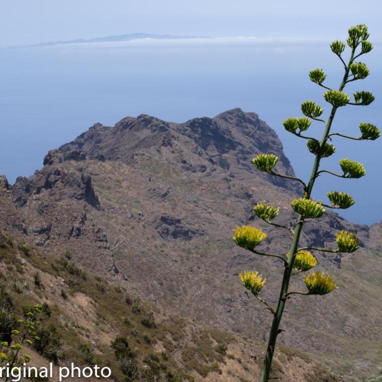 Tenerife lizards - duplex in the first line - Casa de 2 dormitorios - 59