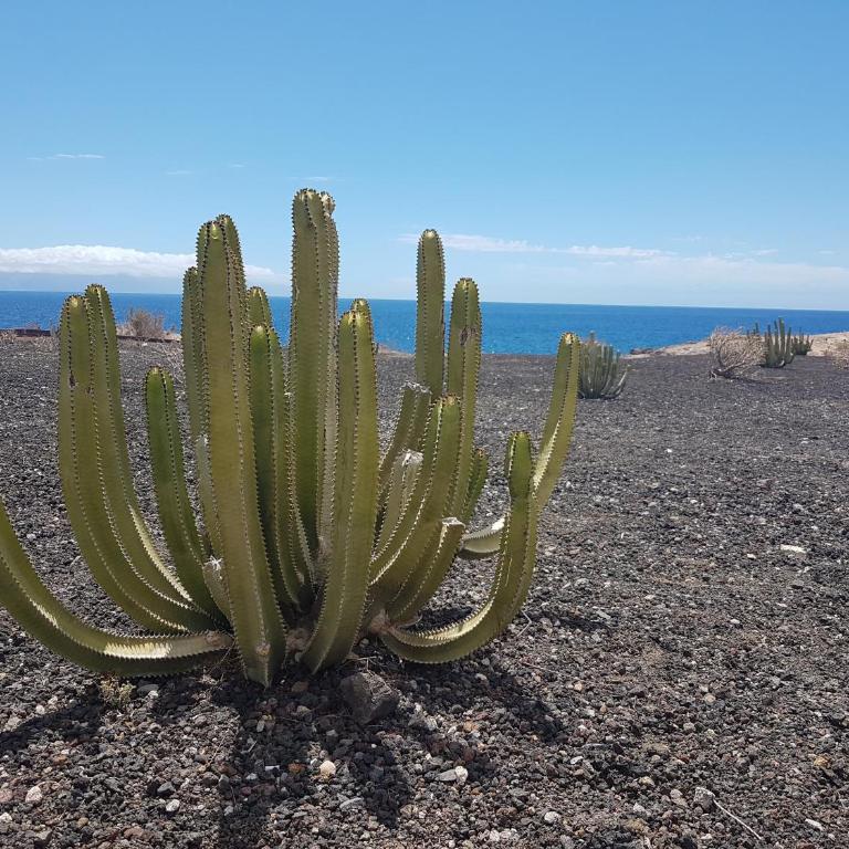 Tenerife lizards - duplex in the first line - Casa de 2 dormitorios - 13
