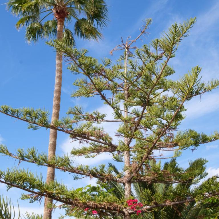 Tenerife lizards - duplex in the first line - Casa de 2 dormitorios - 35